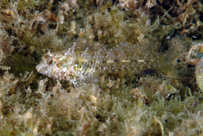 Parablennius incognitus, P. zvonimiri, P. pilicornis